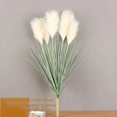 Reed Grass Plants-ToShay.org