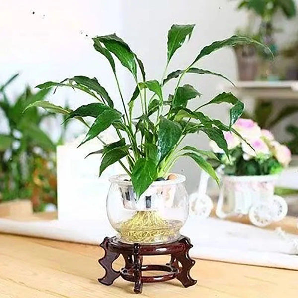 Mahogany Display Stand-ToShay.org