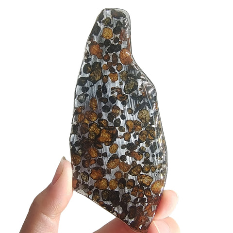 Olive Seymchan Pallasite Meteorite-ToShay.org