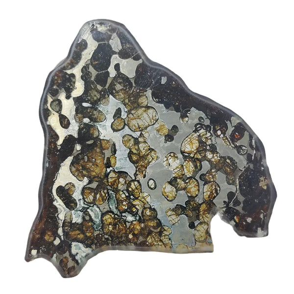Olive Meteorite Slice-ToShay.org