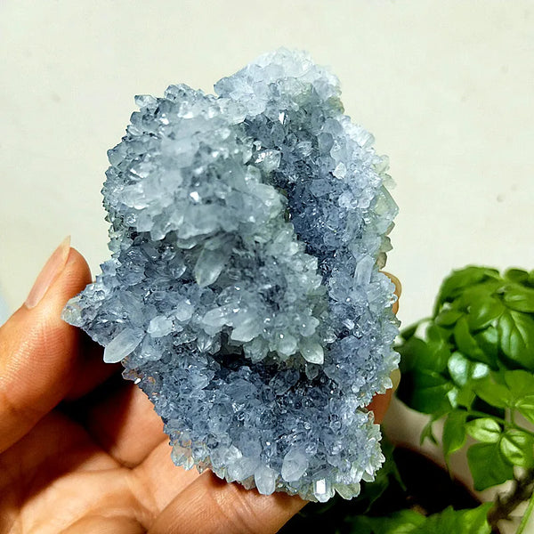Purple Chrysanthemum Fluorite Crystal-ToShay.org