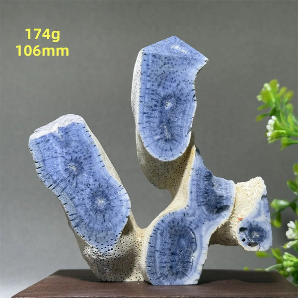 Blue Coral Crystal-ToShay.org