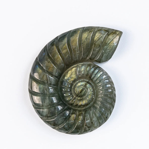 Blue Labradorite Conch-ToShay.org