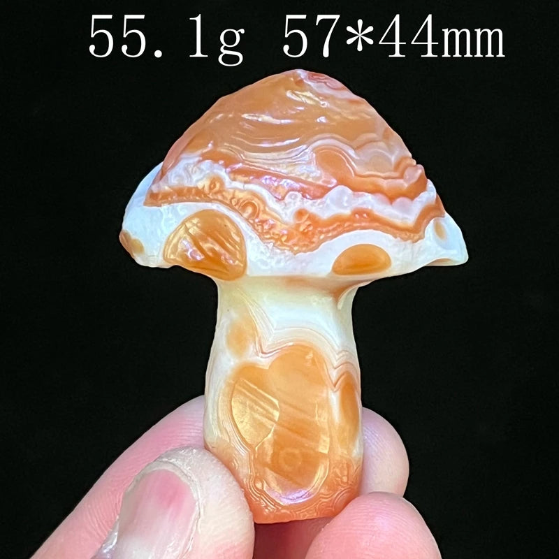 Mixed Gobi Eye Mushroom-ToShay.org