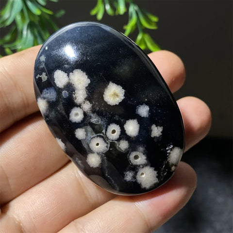 Black Flower Agate-ToShay.org