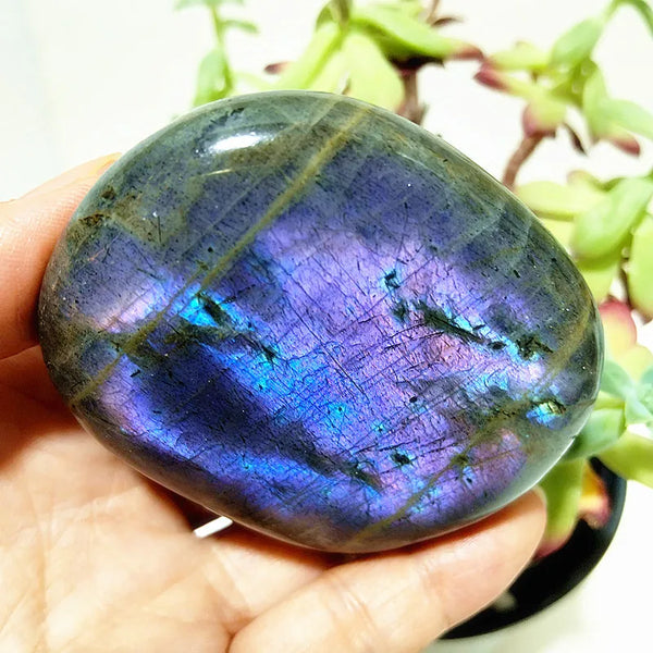 Purple Yellow Light Labrador-ToShay.org