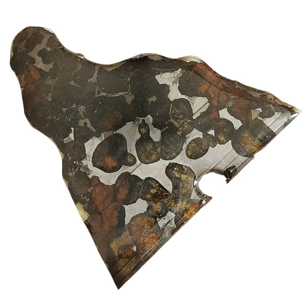Olive Meteorite Slice-ToShay.org