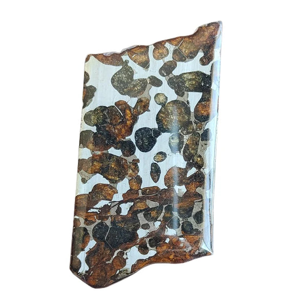 Olive Meteorite Slice-ToShay.org