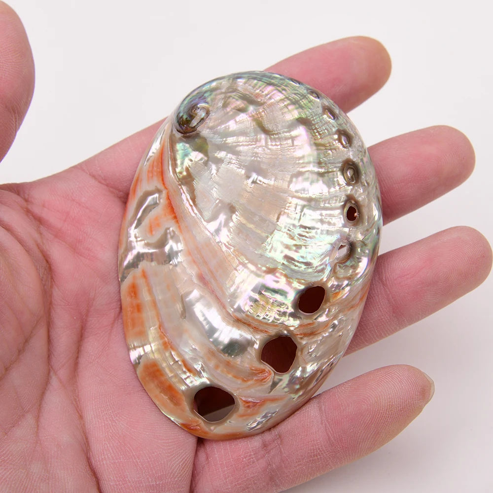 White Abalone Shell-ToShay.org