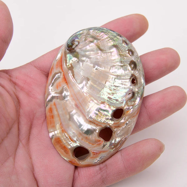 White Abalone Shell-ToShay.org