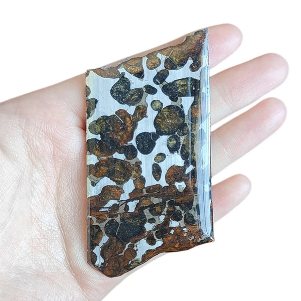 Olive Meteorite Slice-ToShay.org