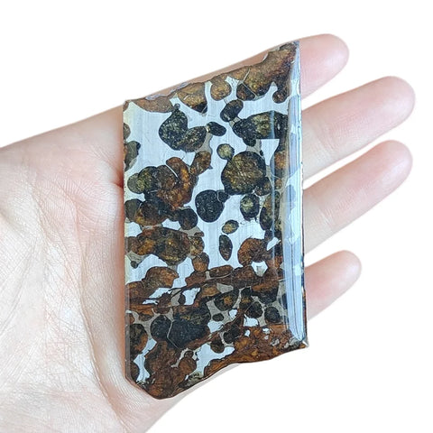 Olive Meteorite Slice-ToShay.org