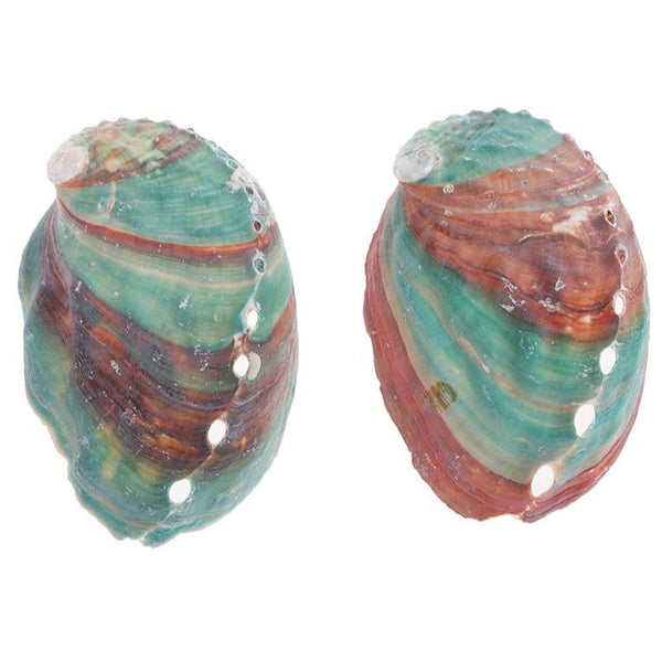 Abalone Sea Shells-ToShay.org