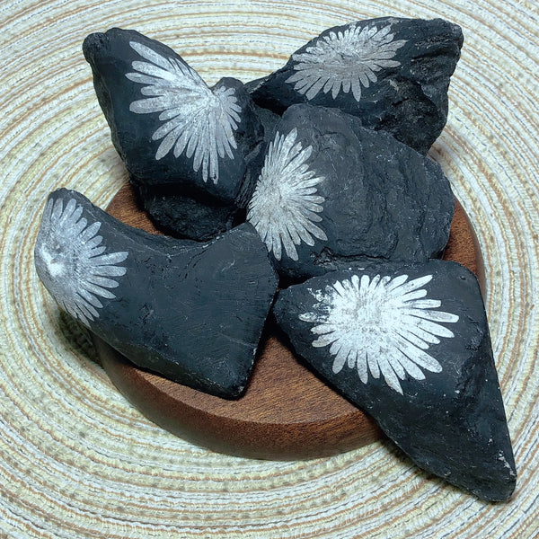 Black Chrysanthemum Raw Stone-ToShay.org