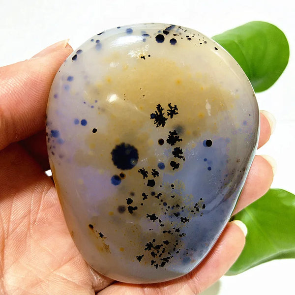 Yellow Blue Water Plant Agate-ToShay.org