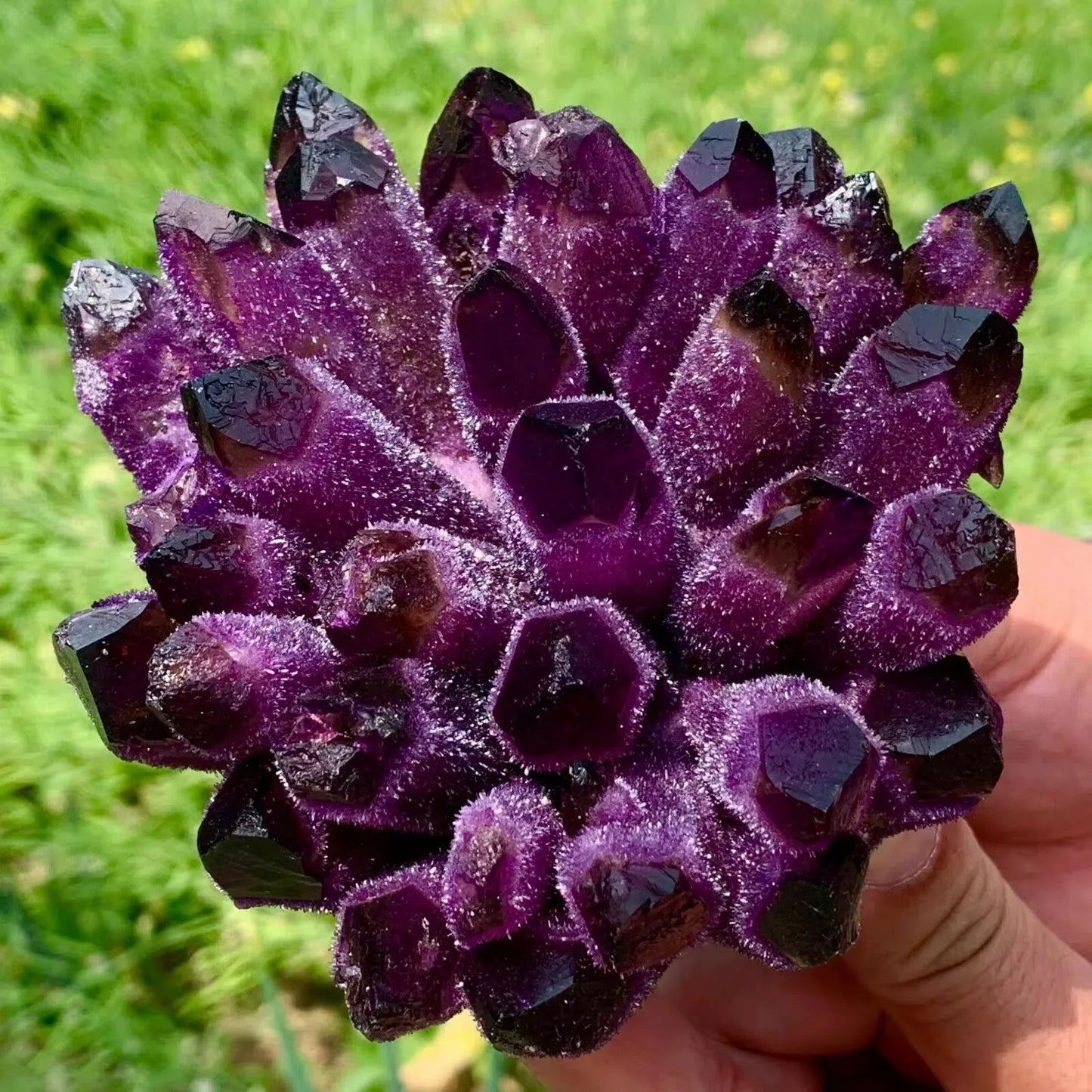 Violet Ghost Phantom Cluster-ToShay.org