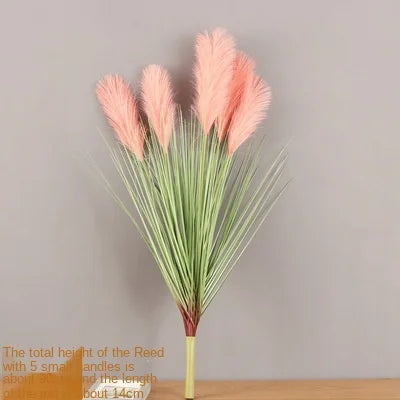 Reed Grass Plants-ToShay.org