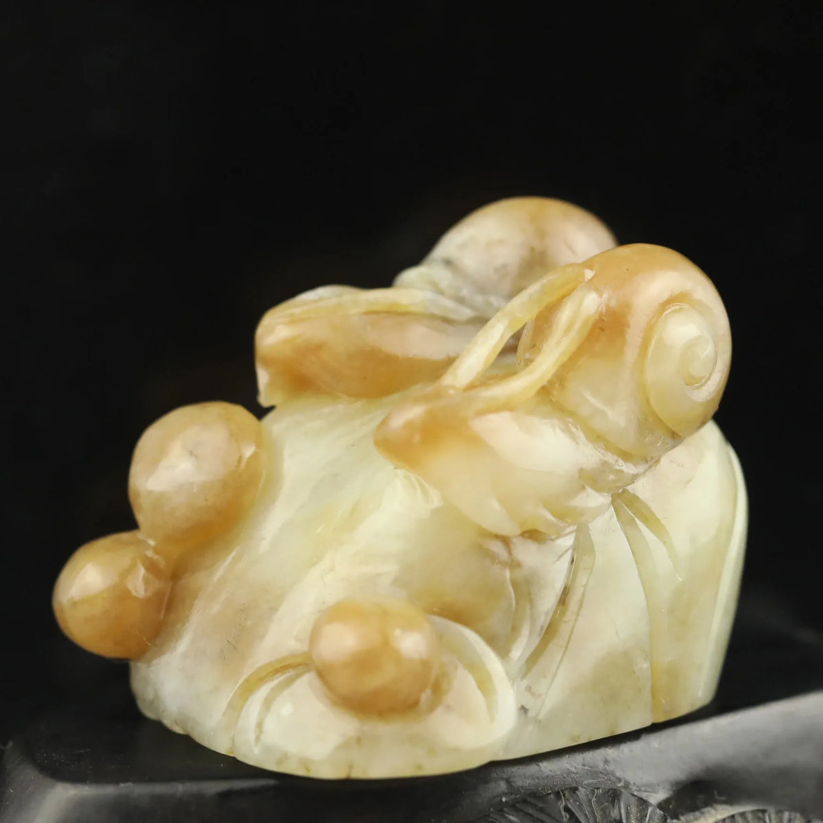 Yellow Jade Snail-ToShay.org