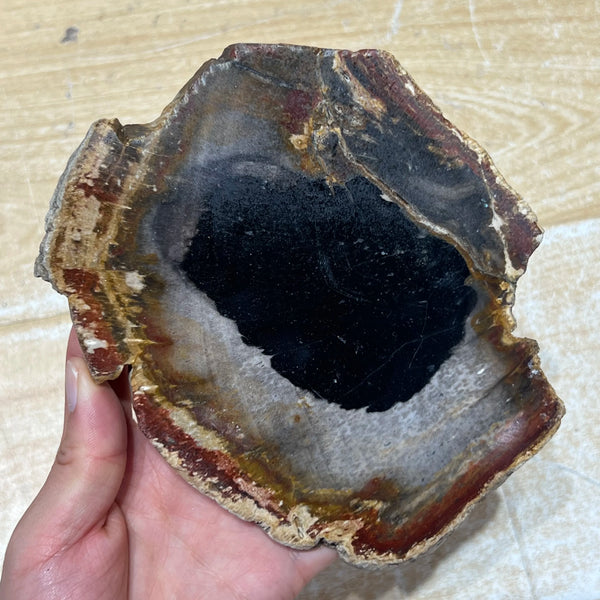 Petrified Wood Stone Slice-ToShay.org