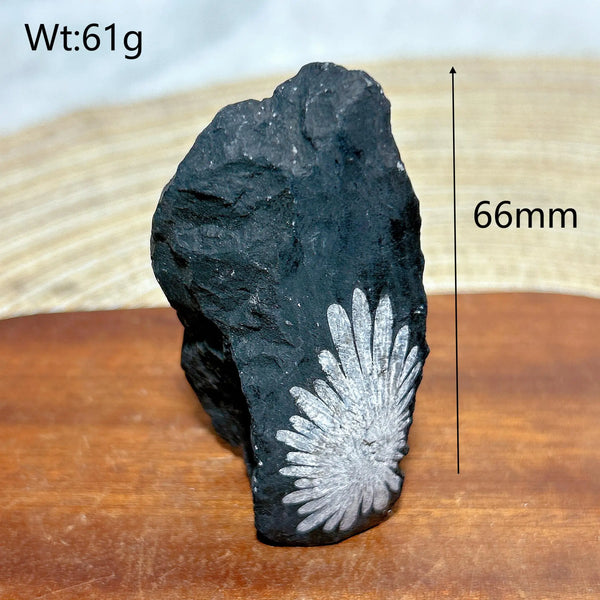 Black Chrysanthemum Raw Stone-ToShay.org