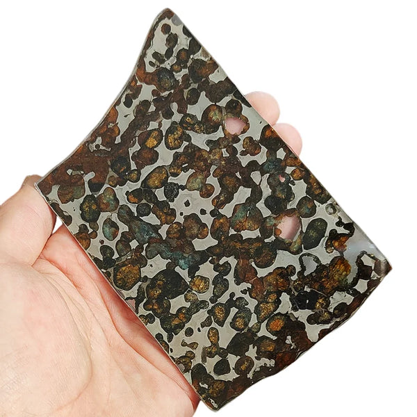 Olive Meteorite Slice-ToShay.org