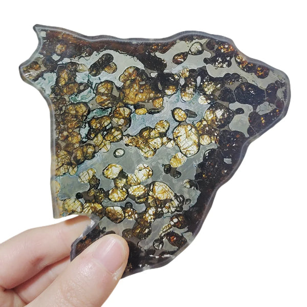 Olive Meteorite Slice-ToShay.org