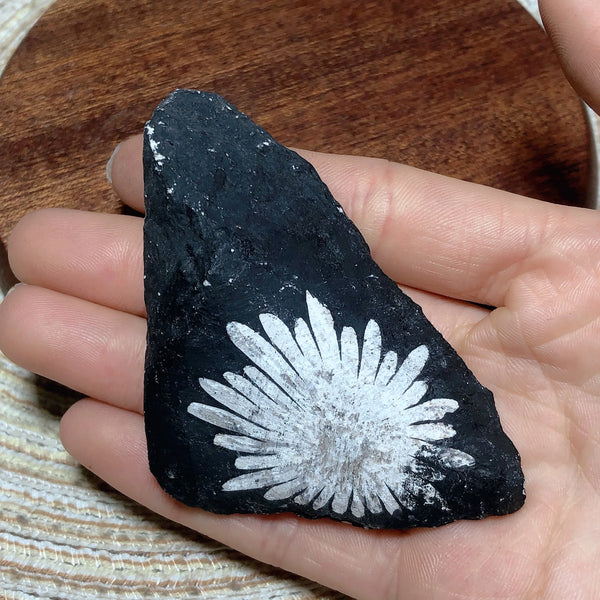 Black Chrysanthemum Raw Stone-ToShay.org