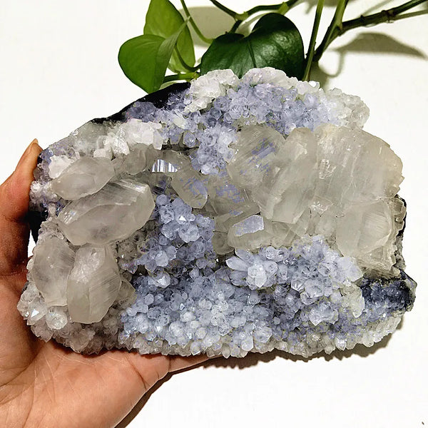 Purple Chrysanthemum Fluorite Crystal-ToShay.org
