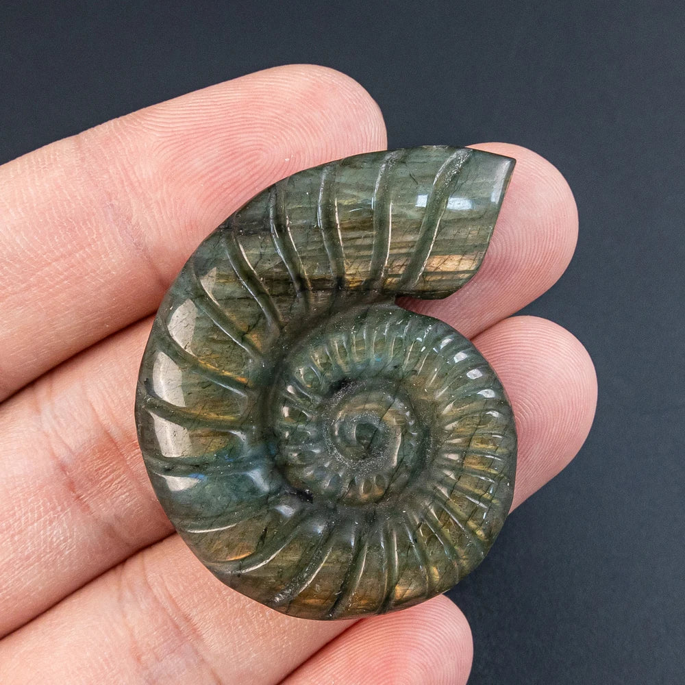 Blue Labradorite Conch-ToShay.org