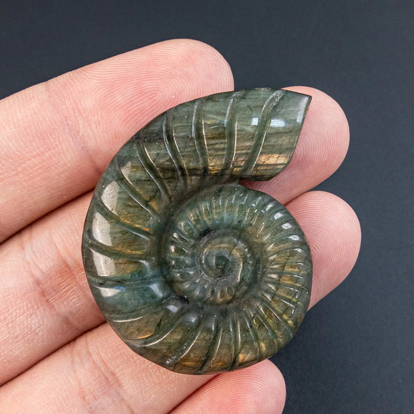 Blue Labradorite Conch-ToShay.org