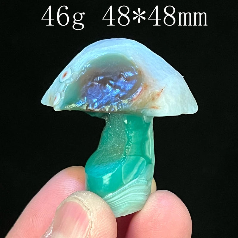 Mixed Gobi Eye Mushroom-ToShay.org