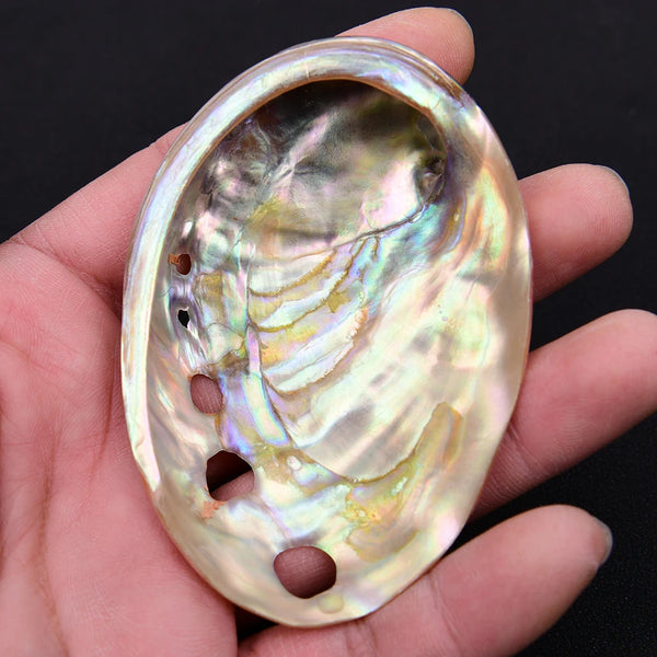 White Abalone Shell-ToShay.org