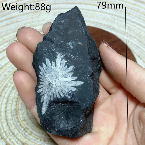 Black Chrysanthemum Raw Stone-ToShay.org