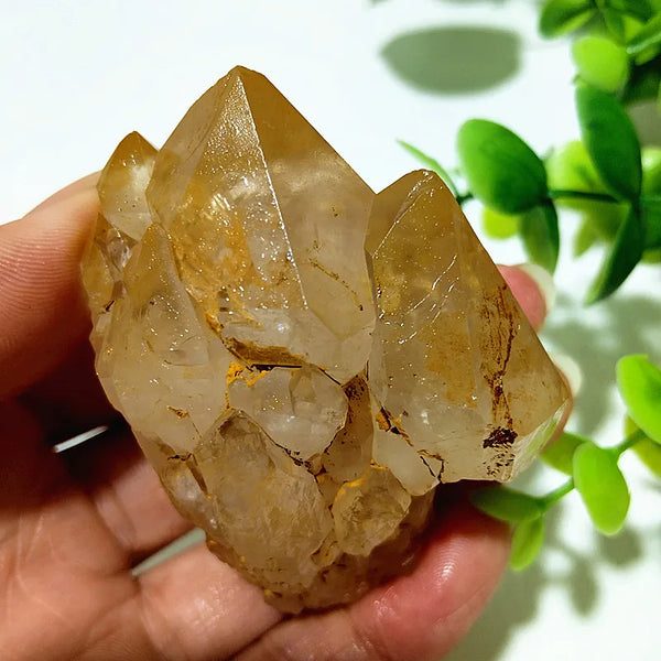 Yellow Mud Sparkling Clusters-ToShay.org