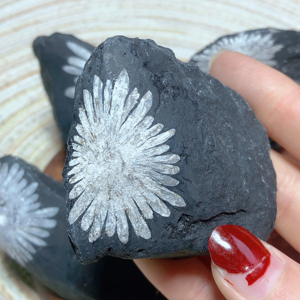 Black Chrysanthemum Raw Stone-ToShay.org