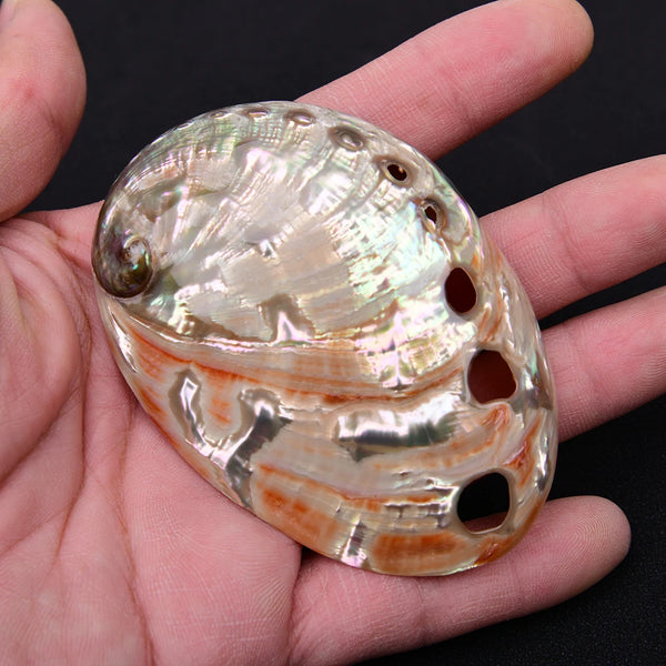 White Abalone Shell-ToShay.org