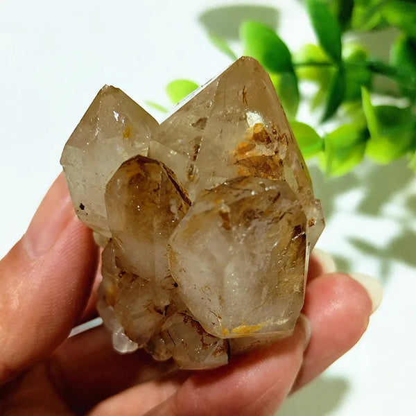 Yellow Mud Sparkling Clusters-ToShay.org