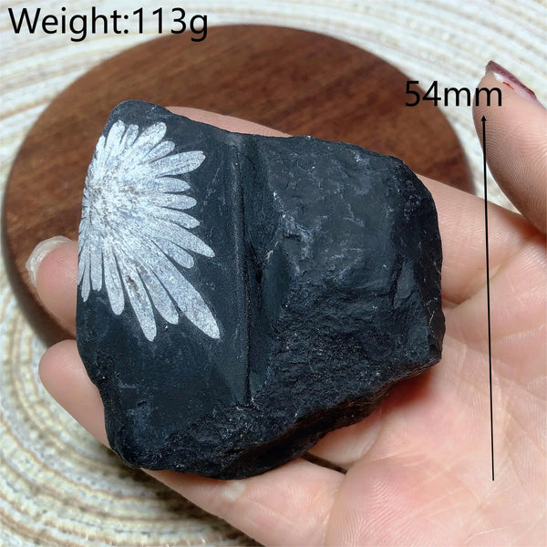 Black Chrysanthemum Raw Stone-ToShay.org