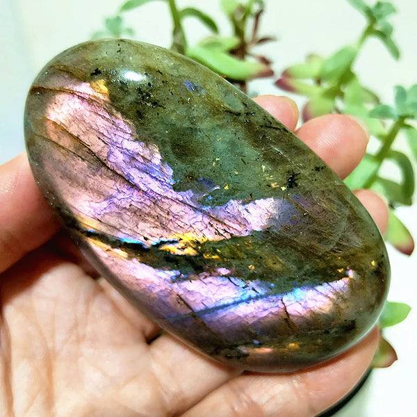 Purple Yellow Light Labrador-ToShay.org