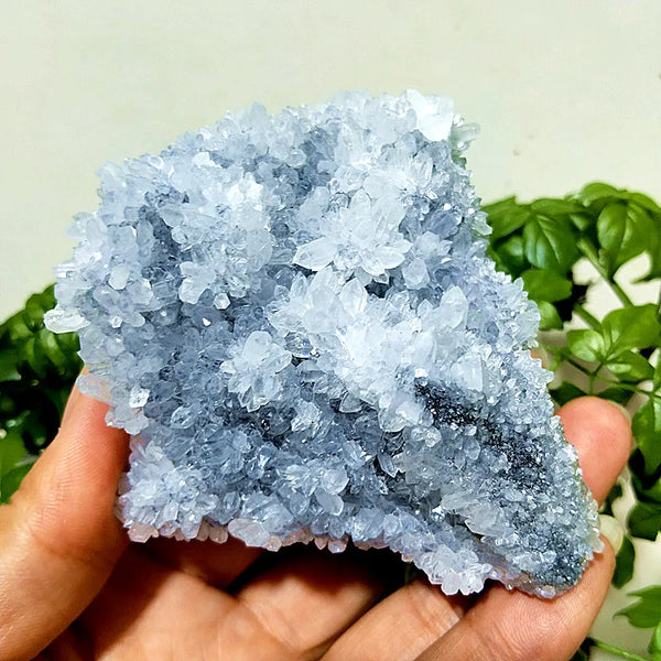 Purple Chrysanthemum Fluorite Crystal-ToShay.org