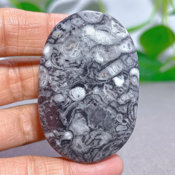 Black White Shellstone-ToShay.org