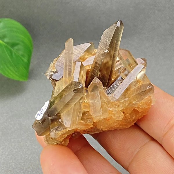 Yellow Black Smoky Quartz-ToShay.org