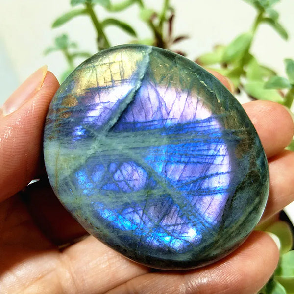 Purple Yellow Light Labrador-ToShay.org