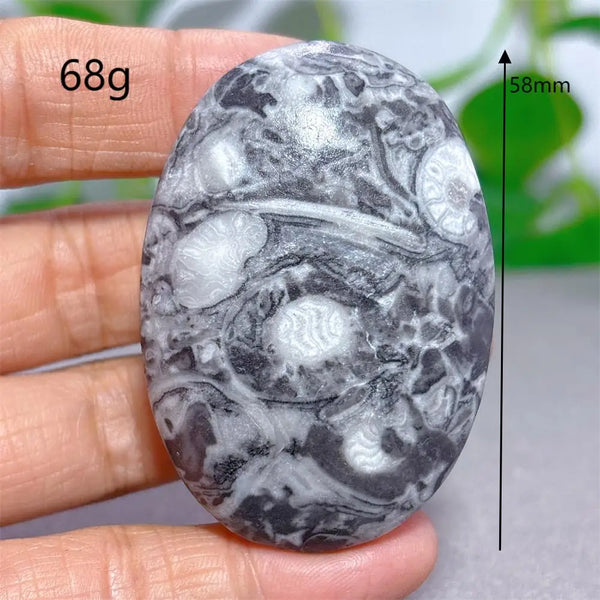 Black White Shellstone-ToShay.org