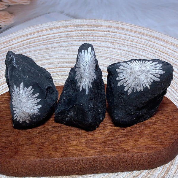 Black Chrysanthemum Raw Stone-ToShay.org