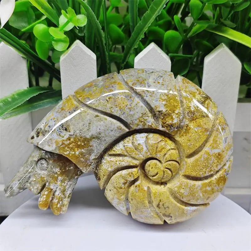 Ocean Jasper Conch-ToShay.org