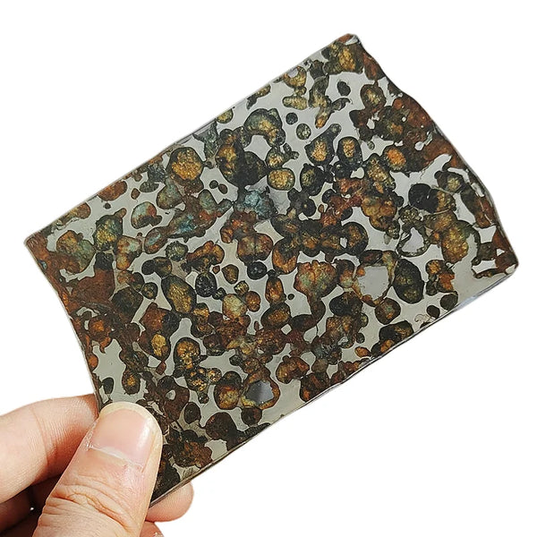Olive Meteorite Slice-ToShay.org
