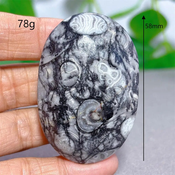 Black White Shellstone-ToShay.org