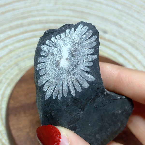 Black Chrysanthemum Raw Stone-ToShay.org