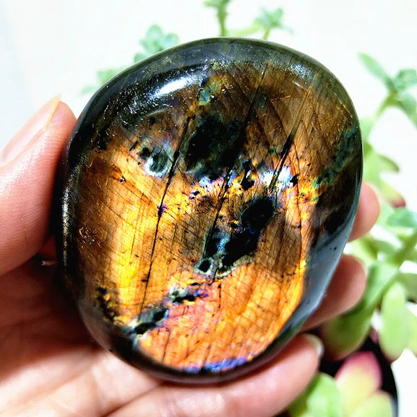 Purple Yellow Light Labrador-ToShay.org